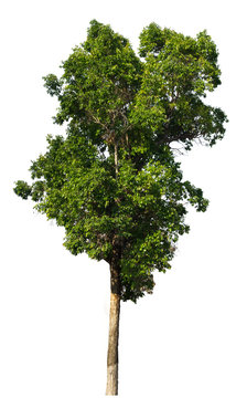 Iron wood tree is deciduous isolated on white background (Pyinka