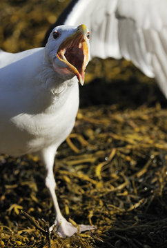 Greater black backed gull (Larus maritimus) calling, Flatanger, Nord Tr&oslash;ndelag, Norway, August 2008