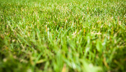 Green grass gazon