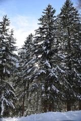 paesaggio invernale montagne neve nevicata sole alberi con neve neve fresca 