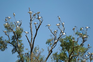 Birds on a tree