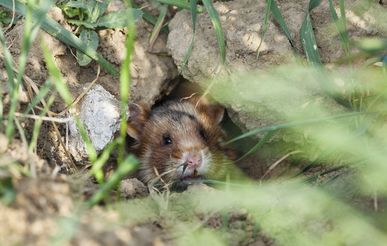 Common hamster (Cricetus cricetus) at burrow entrance, Slovakia, Europe, May 2009