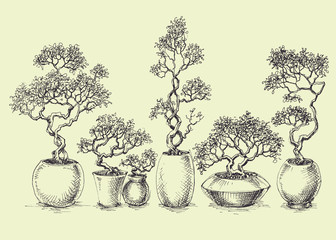 A set of isolated bonsai trees. Each one grouped separately