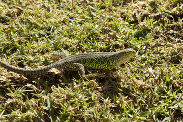 lagarto