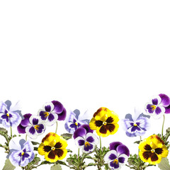 Beautiful floral background of purple and yellow pansies 