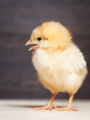 Portrait of a beautiful newborn yellow chick