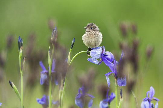 Young Stonechat (Saxicola torquata) sitting on Siberian iris (Iris sibirica) Eastern Slovakia, Europe, May 2009