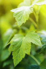 Currant leaves