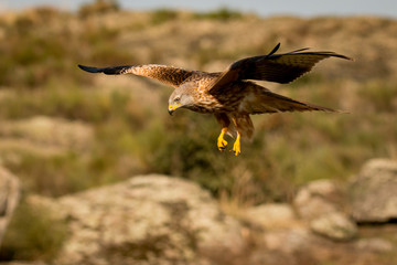 Awesome bird in the field with