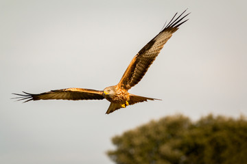 Awesome bird of prey in flight