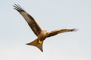 Fototapeta premium Awesome bird of prey in flight
