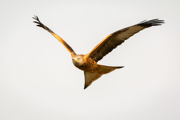 Awesome bird of prey in flight