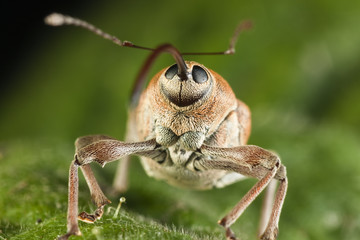 Hazelnut weevil (Curculio nucum) portrait, Eastern Slovakia, Europe, June 2009