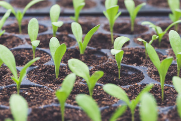 Natural background. Young plant growing over green environment