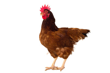 brown hen isolated on white, studio shot