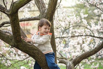 toddler boy in spring time near the blossom tree