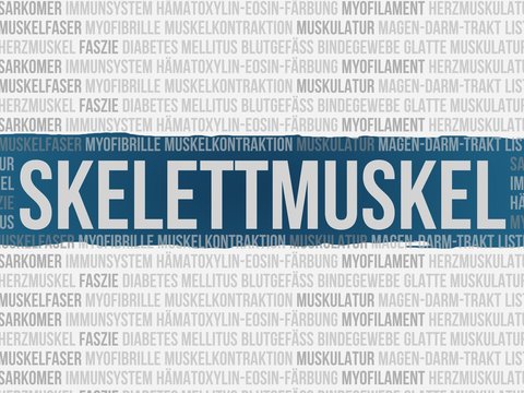 Skelettmuskel