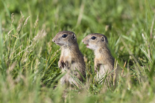 Two young European sousliks (Spermophilus citellus) alert, Eastern Slovakia, Europe, June 2009