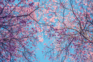 background nature Flower Valentine Prunus cerasoides