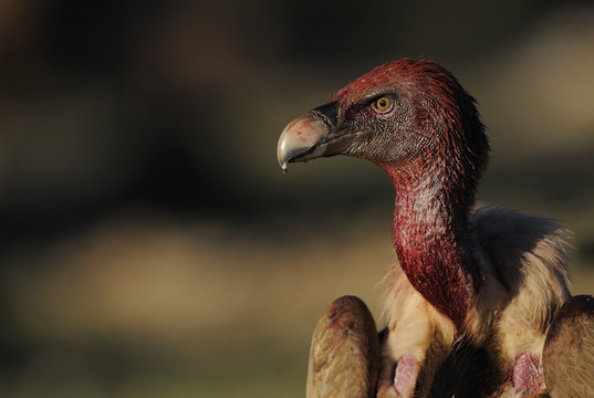 Griffon vulture (Gyps fulvus) portrait, head covered in blood from feeding, Montejo de la Vega, Segovia, Castilla y Leon, Spain, March 2009