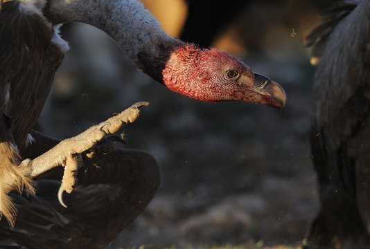 Griffon vulture (Gyps fulvus) walking, head covered in blood from feeding, Montejo de la Vega, Segovia, Castilla y Leon, Spain, March 2009