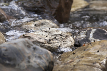 rocas de rio