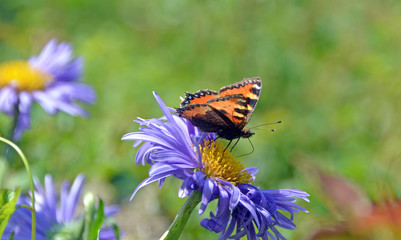 Sommer: Blaue Astern mit Schmetterling (Painted Lady (Cynthia) butterfly) im Frühsommer :)