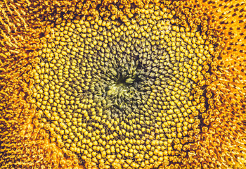background Flower Helianthus yellow