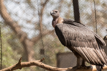 Close up face of Vulture.