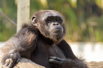 close up face  of a male chimpanzee.