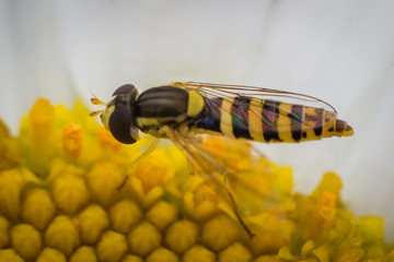 Bee sitting on the flower