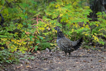 Close up of a Spruce Grouse in the undergrowth, X Lake trail, Talkeetna, Alaska