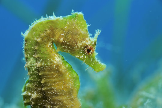 Short snouted seahorse (Hippocampus hippocampus) profile, Malta, Mediteranean, June 2009. WWE INDOOR EXHIBITION