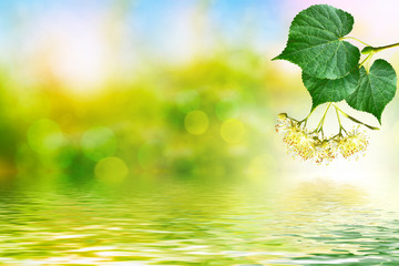 Sprig of flowering linden tree on the background of the spring l