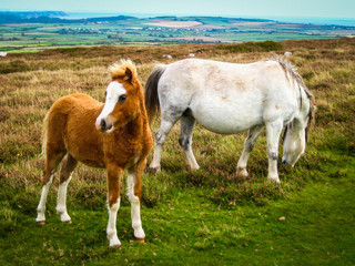 Horses of Wales