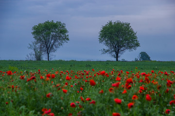 Poppy field