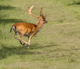 Fallow deer at Lyme Park, Disley, Stockport, UK