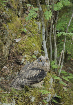 Eagle owl (Bubo bubo) chick, Morko, Sormland, Sweden, July 2009