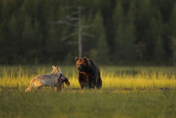 European grey wolf interacting with European brown bear