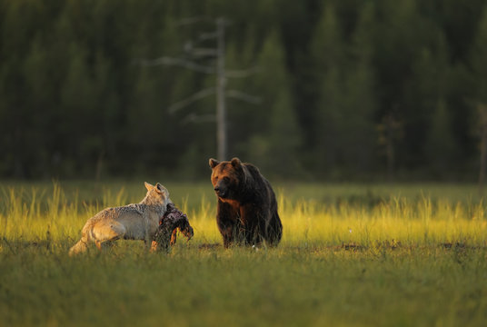European grey wolf interacting with European brown bear 