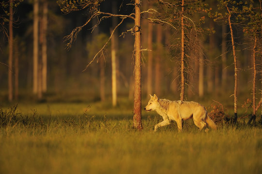 European grey wolf (Canis lupus) walking, Kuhmo, Finland, July 2009
