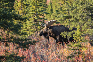 Impressive male Moose in the late afternoon light and autumnal landscape in Denali National Park, Alaska