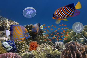 Obraz premium Podwodny obraz rafy koralowej i ryb tropikalnych