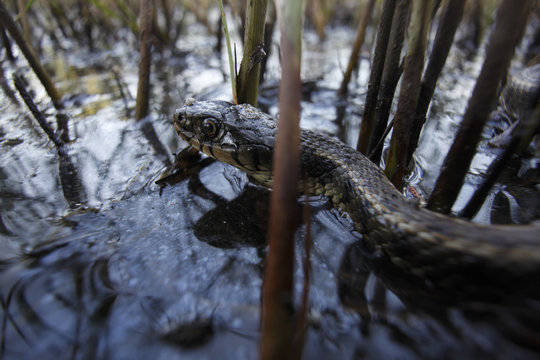 Grass snake (Natrix natrix) in a wetland, Patras, The Peloponnese, Greece, May 2009