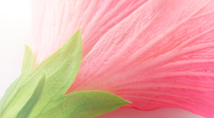pink flower petal abstract background