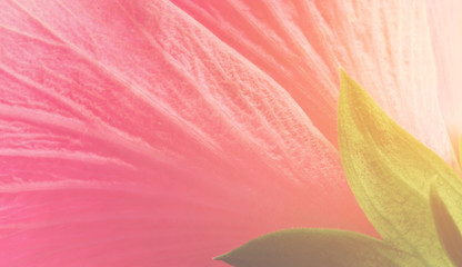 pink flower petal abstract background