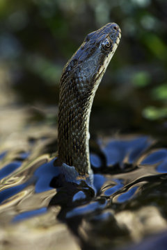 Dice snake (Natrix tesselata) hunting for small fish and tadpoles in a lake, Patras area, The Peloponnese, Greece, May 2009