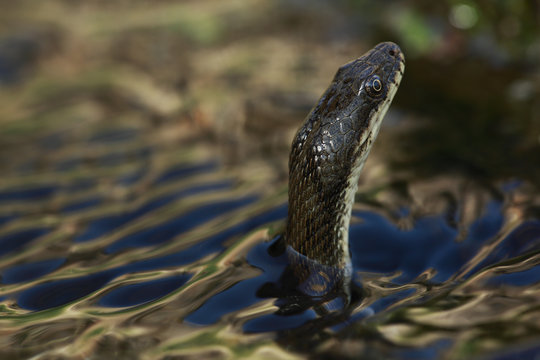 Dice snake (Natrix tesselata) hunting for small fish and tadpoles in a lake, Patras area, The Peloponnese, Greece, May 2009