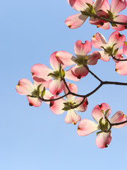 Fototapeta premium ハナミズキ ピンクの花