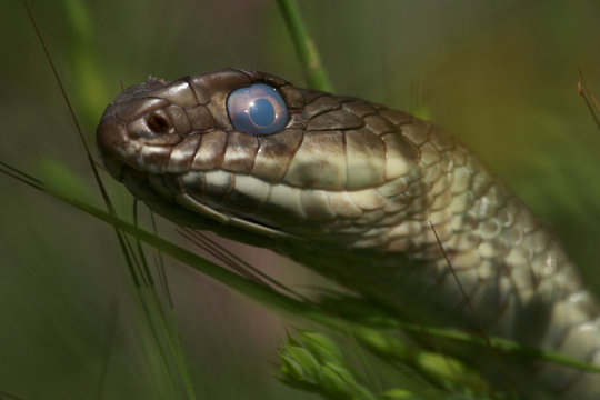 Montpellier snake (Malpolon monspessulanus) shortly before shedding its skin, The Peloponnese, Greece, May 2009